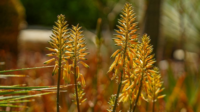 Plantes méditerranéennes sans arrosage : les variétés les plus résistantes pour le jardin