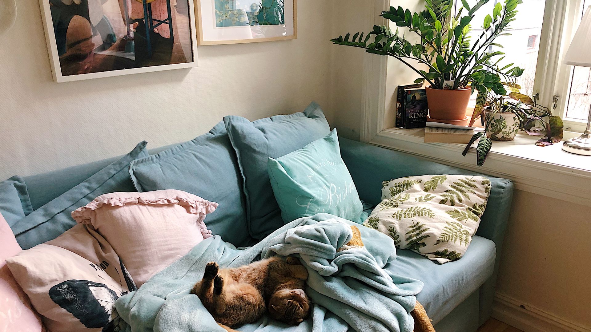 Puces de chat : le traitement naturel pour assainir la maison