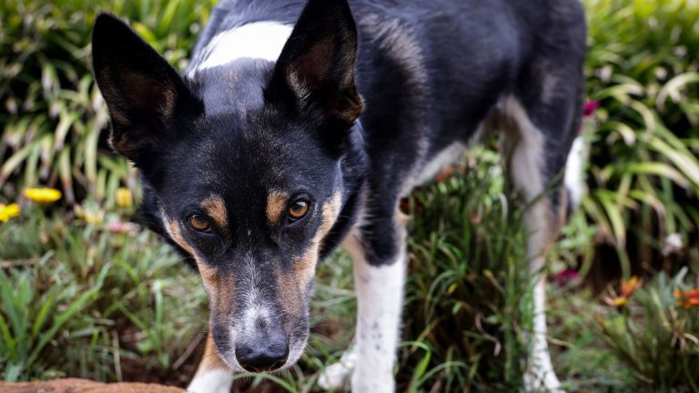 Anti-puce naturel pour chien au vinaigre blanc : l’astuce efficace pour l’animal