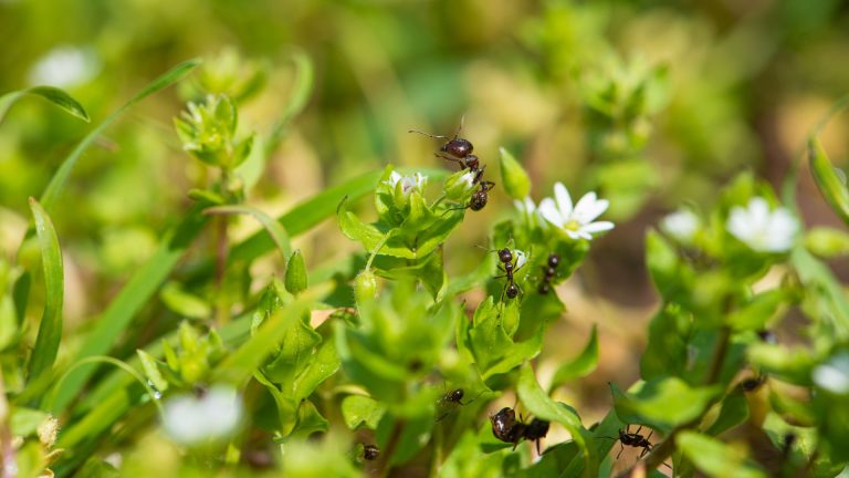 Qu&rsquo;est-ce qui fait fuir les fourmis : les 10 solutions naturelles ?