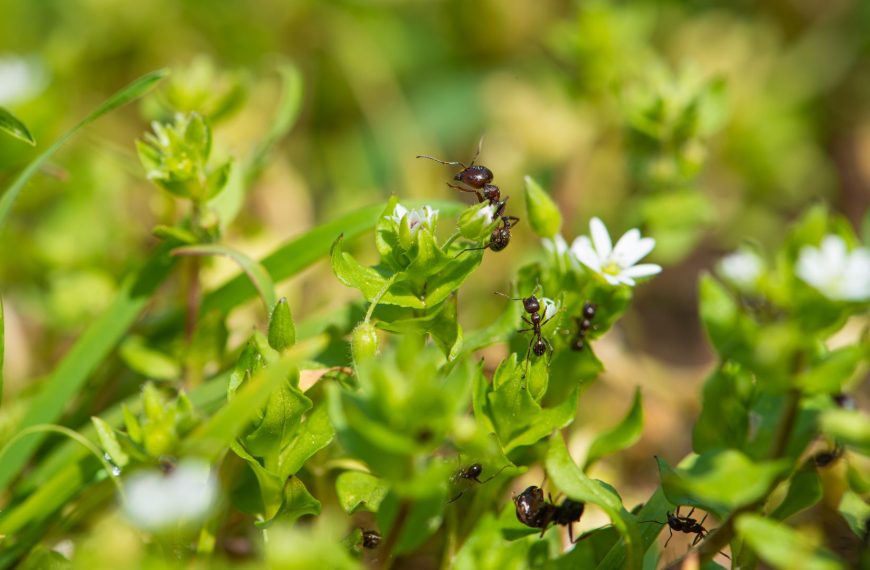 Qu’est-ce qui fait fuir les fourmis : les 10 solutions naturelles ?