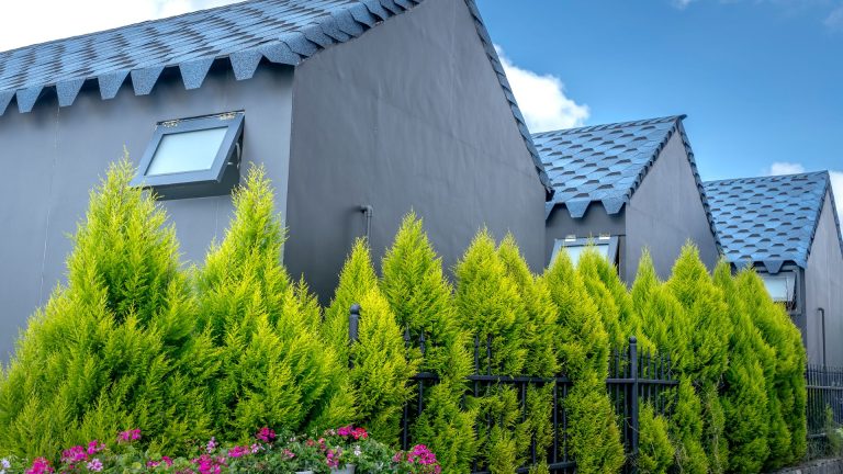 Toiture végétalisée sedum : tapis ou bac pour une isolation efficace ?