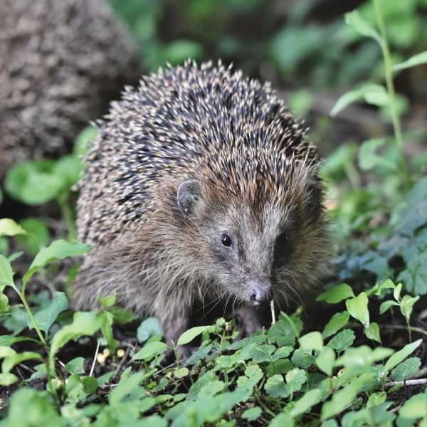 Hérisson dans mon jardin : le bon réflexe à adopter maintenant ?