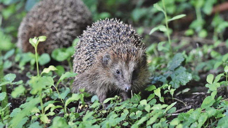 Hérisson dans mon jardin : le bon réflexe à adopter maintenant ?