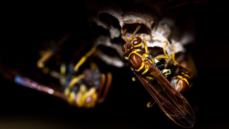 Nid de guêpe dans le sol : ce que vous faites mal sans le savoir