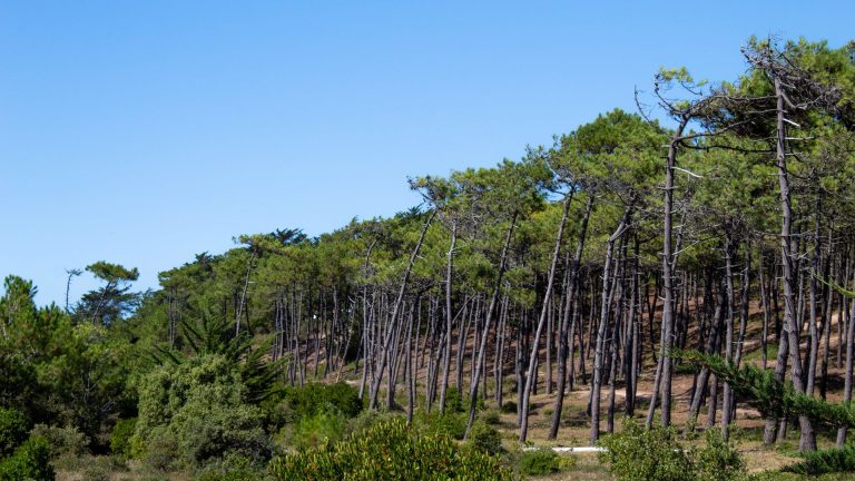 Parc naturel régional de la Forêt d&rsquo;Orient : menaces pour ce refuge