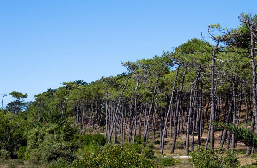 Parc naturel régional de la Forêt d’Orient : menaces pour ce refuge