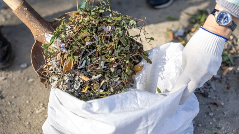 Chenille processionnaire au sol : 5 erreurs qui rendent l’élimination dangereuse et inefficace