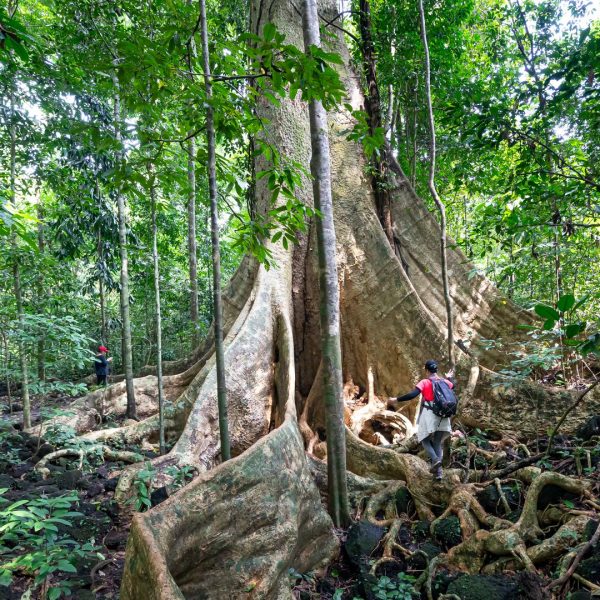 Forêt monumentale : pourquoi Le Monde dans un gland change le land art