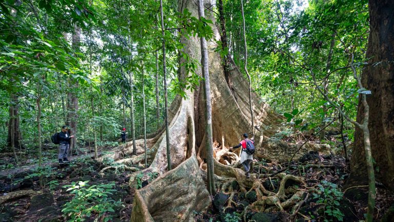 Forêt monumentale : pourquoi Le Monde dans un gland change le land art