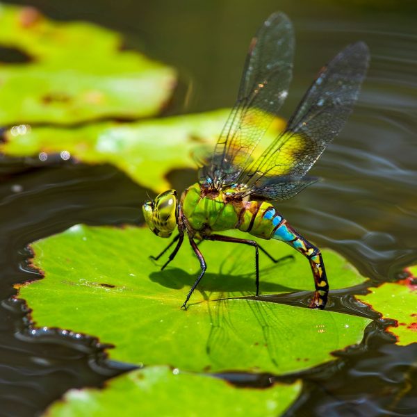 Les insectes d’eau douce : 8 lettres dominant les milieux aquatiques