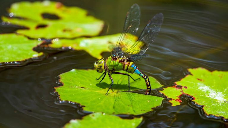 Les insectes d&rsquo;eau douce : 8 lettres dominant les milieux aquatiques
