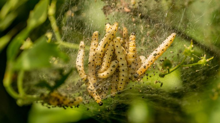 Nid de chenille processionnaire : danger pour enfants et animaux, que faire ?