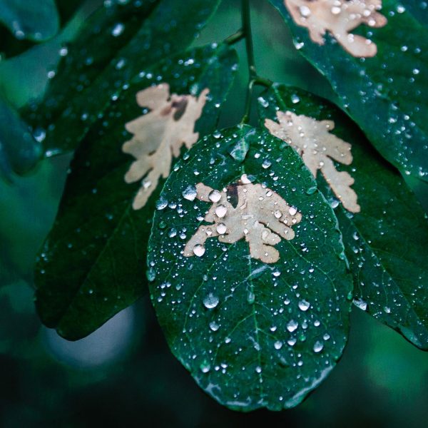 Pétrichor : l’odeur de la terre après la pluie : pourquoi notre cerveau l’adore et comment les parfumeurs la captent