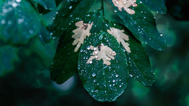 Pétrichor : l’odeur de la terre après la pluie : pourquoi notre cerveau l’adore et comment les parfumeurs la captent