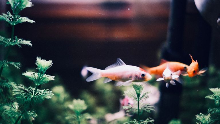 Poisson d’eau douce 5 lettres : anatomie d’une énigme au-delà de la liste