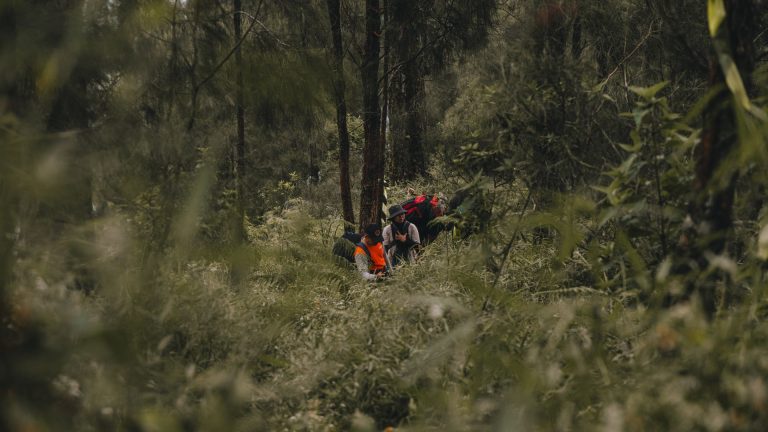 Balades en forêt autour de moi : choisir selon profil et contraintes