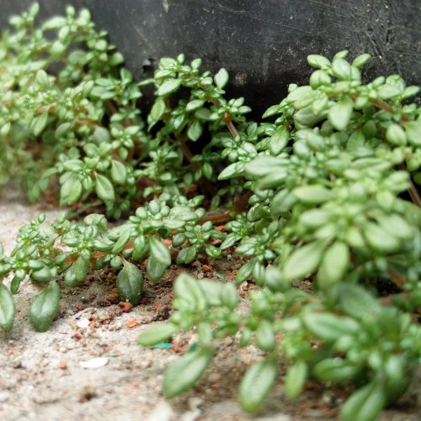 Couvre-sol rampant persistant croissance rapide : arrêtez de vous tromper de plante ; pourquoi 80% des jardiniers échouent