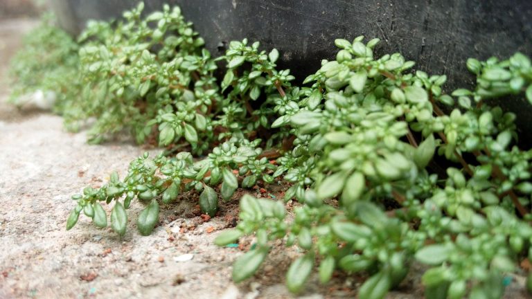 Couvre-sol rampant persistant croissance rapide : arrêtez de vous tromper de plante ; pourquoi 80% des jardiniers échouent