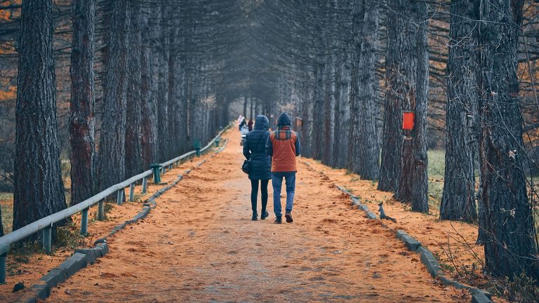 Promenade en forêt autour de moi : choisir selon temps, forme et envies